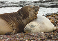 elephant-seals